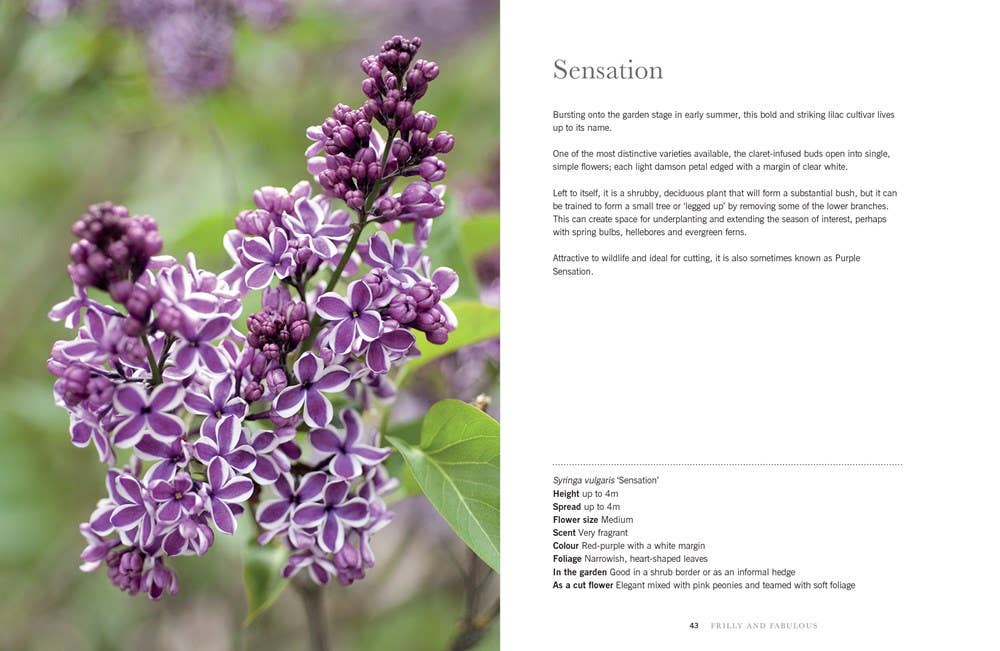 Lilacs: Beautiful Varieties for Home & Garden  Gibbs Smith